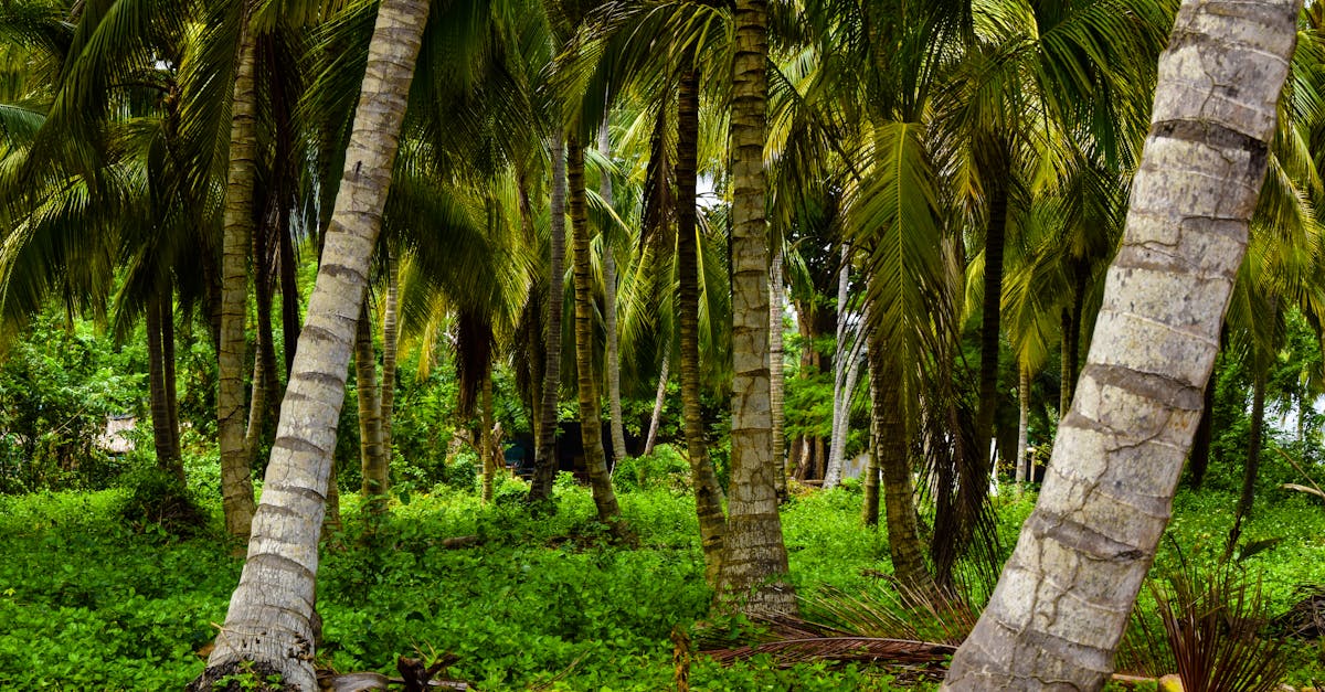 Dense palm tree forest in Santa Marta, Colombia showcasing lush greenery and tropical vibes.