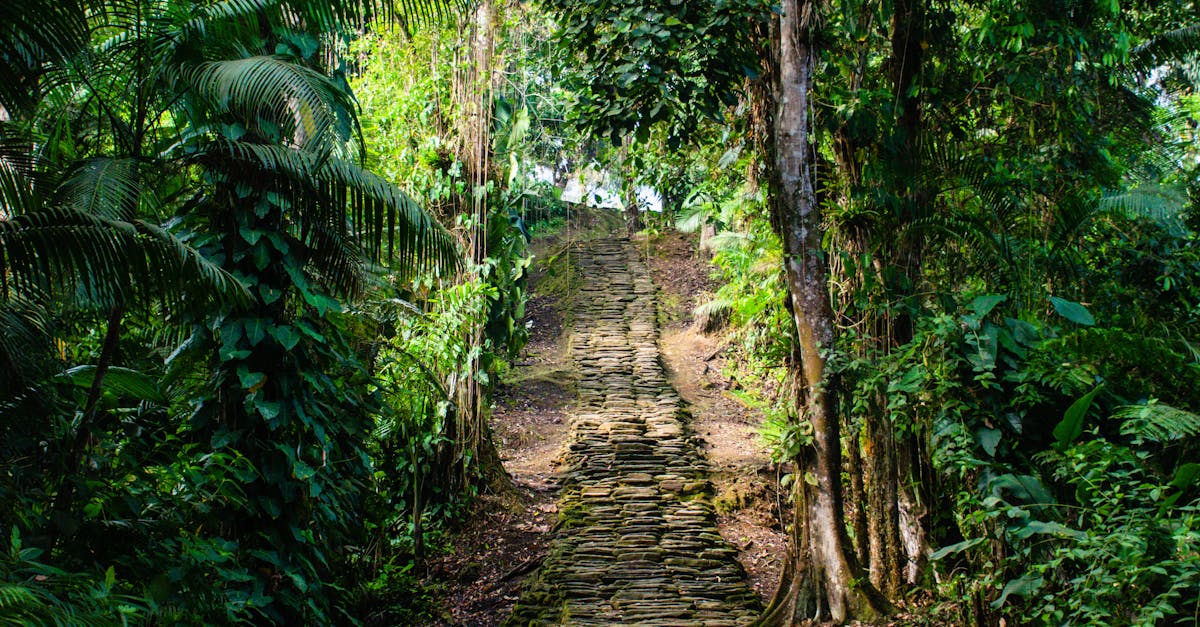 Explore the tranquil beauty of a jungle path under lush green canopy in Santa Marta, Colombia.